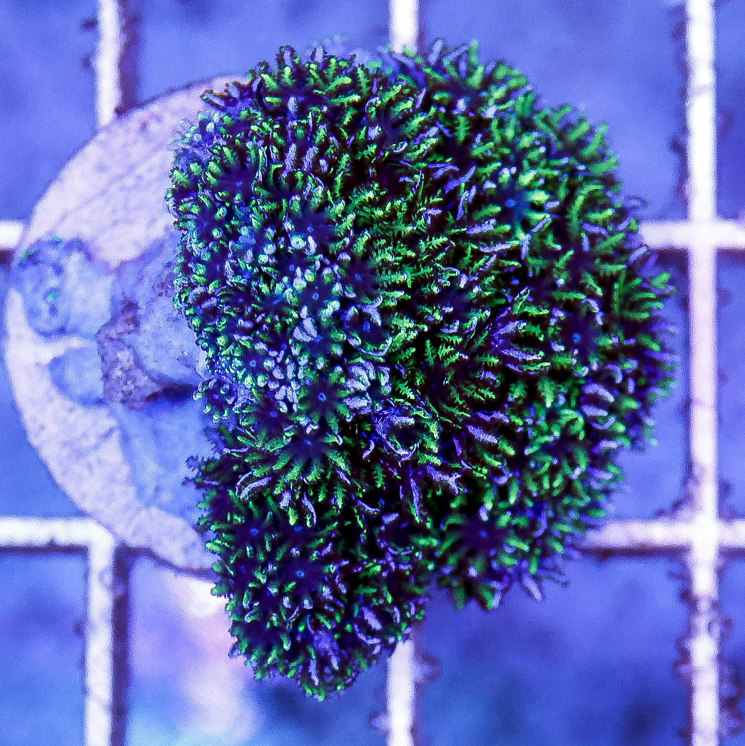 Aquacultured Blue Sympodium Coral Frag 1" WYSIWYG