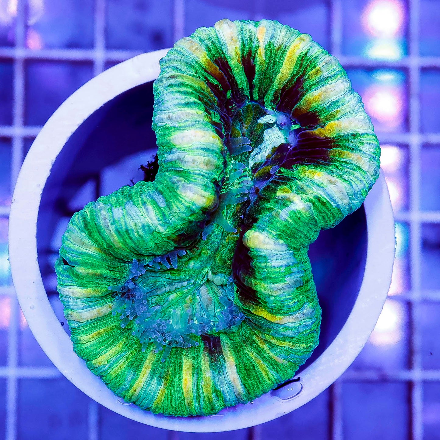 Brain Coral, Trachyphyllia 2.5" WYSIWYG