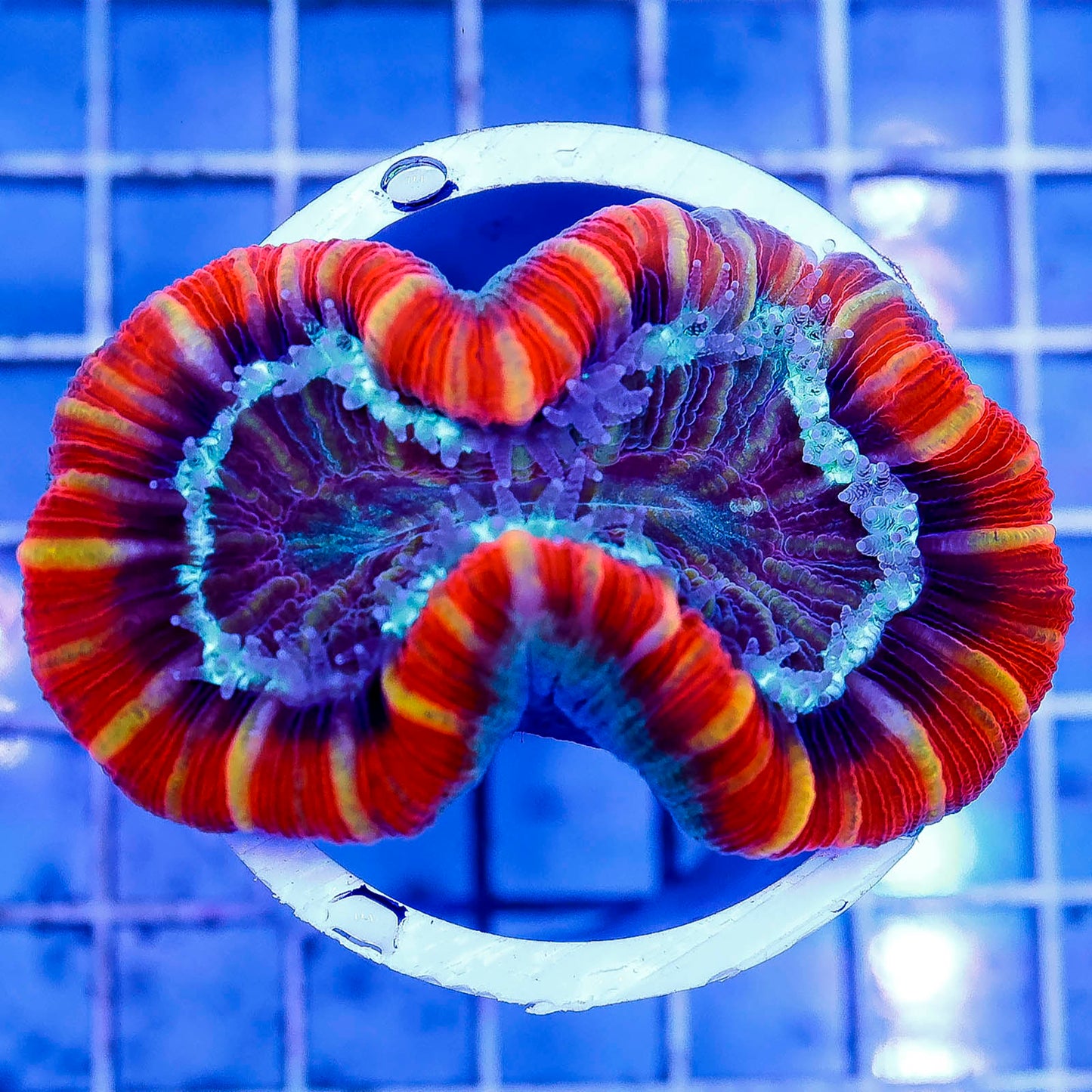 Brain Coral, Trachyphyllia 2.75" WYSIWYG