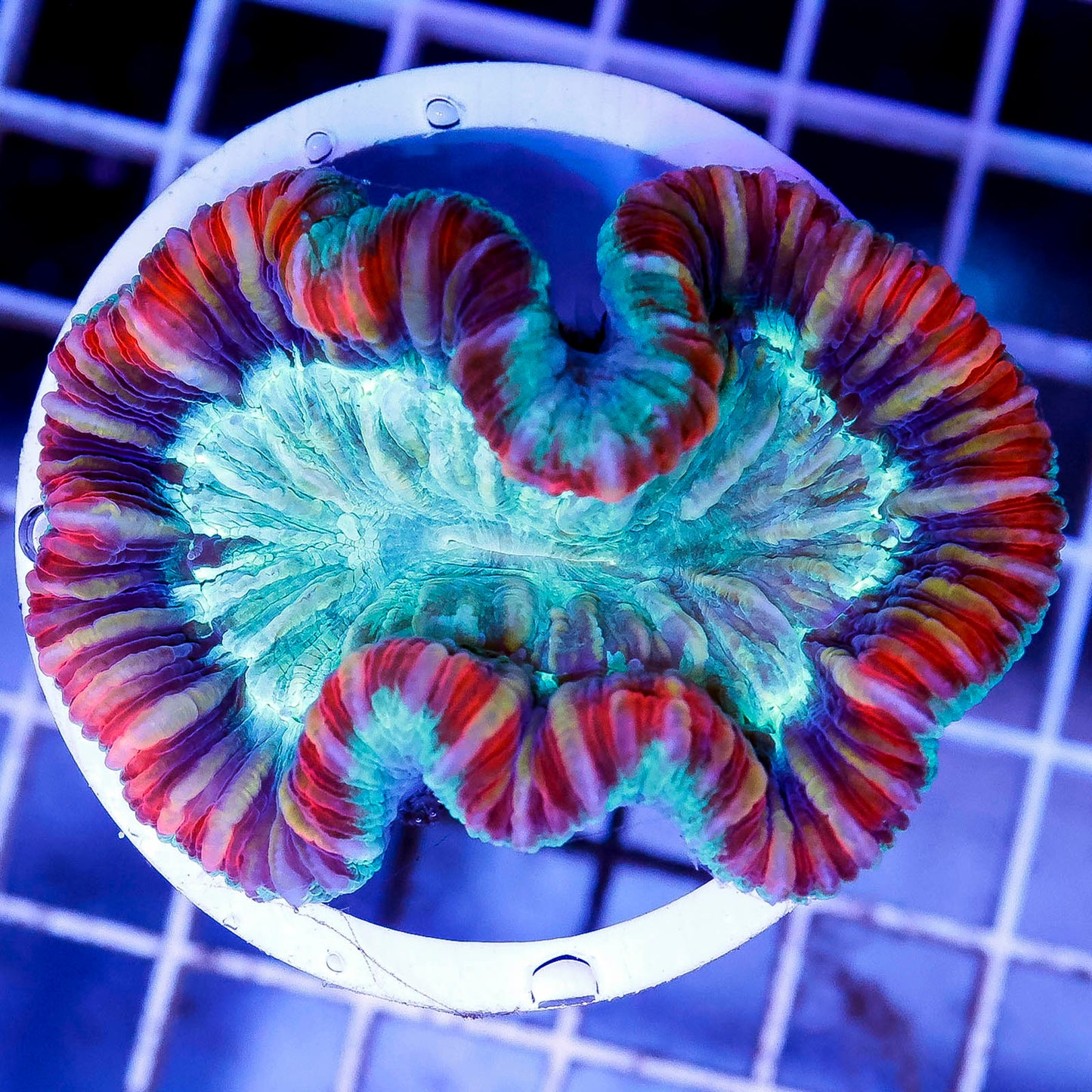 Brain Coral, Trachyphyllia 2.5" WYSIWYG