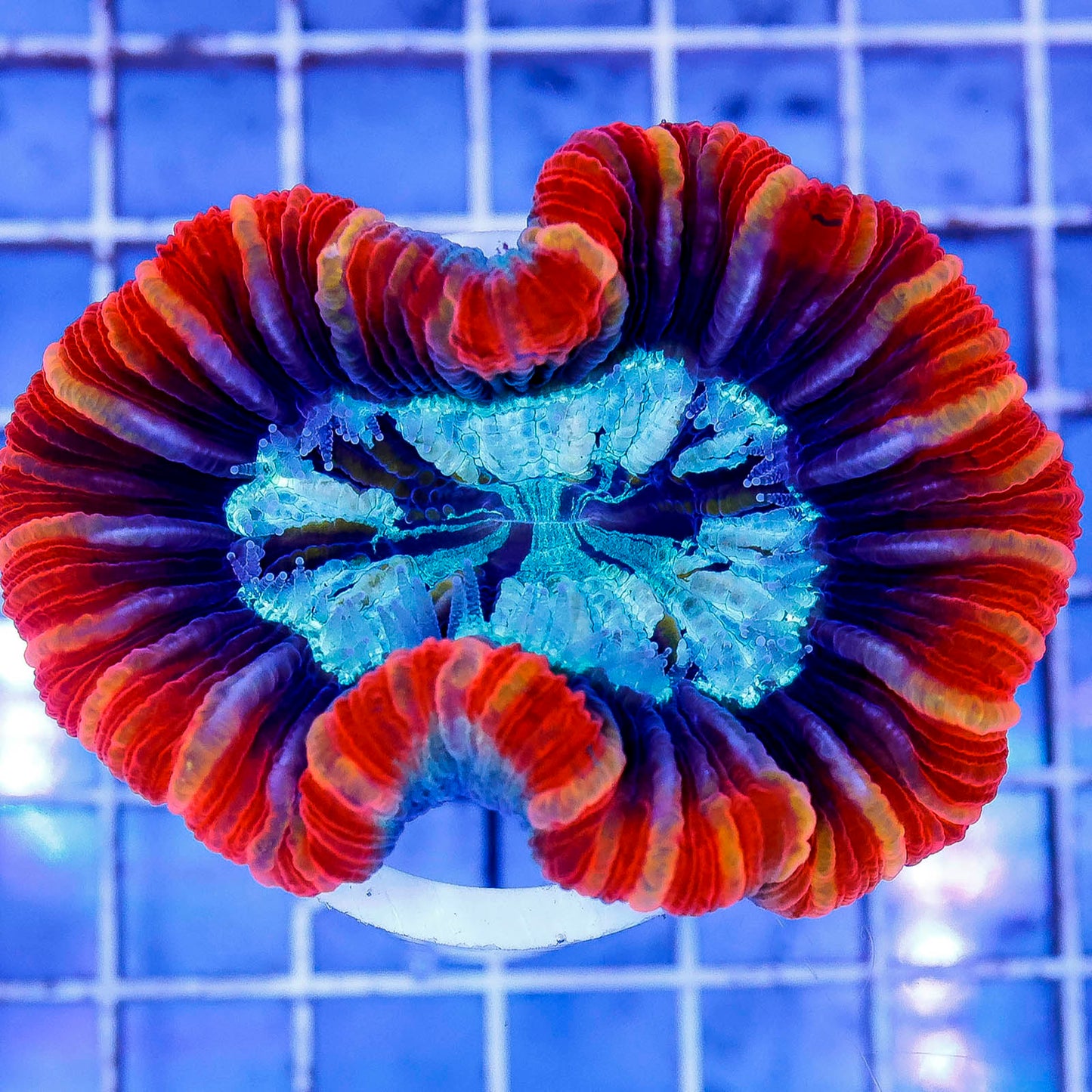 Brain Coral, Trachyphyllia 3" WYSIWYG