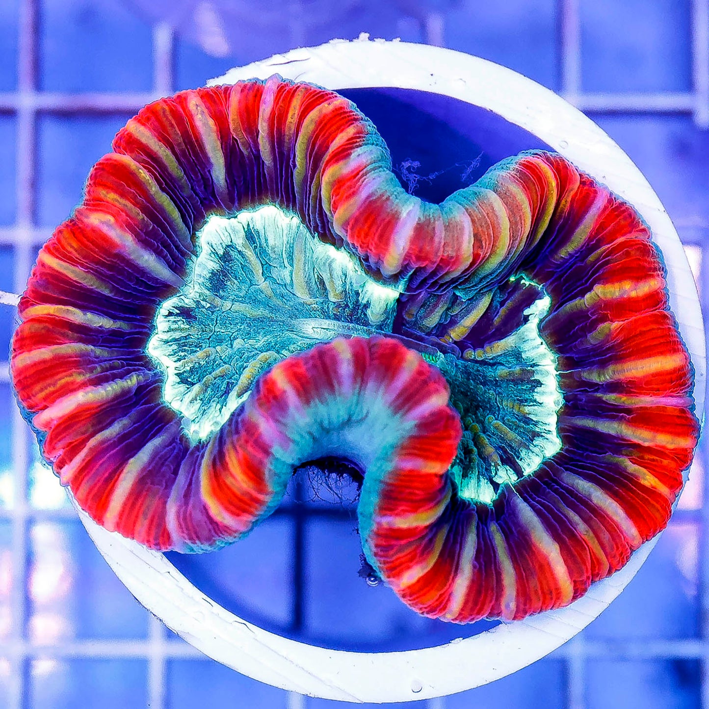 Brain Coral, Trachyphyllia 2.5" WYSIWYG