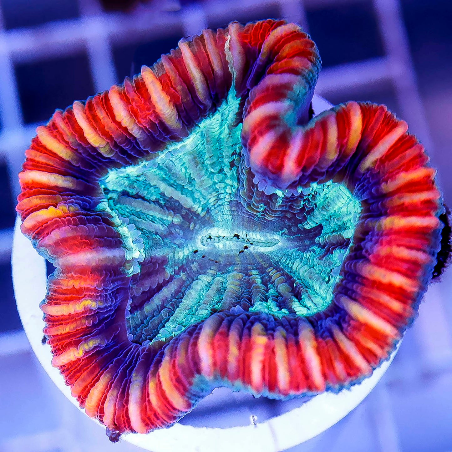 Brain Coral, Trachyphyllia 2" WYSIWYG