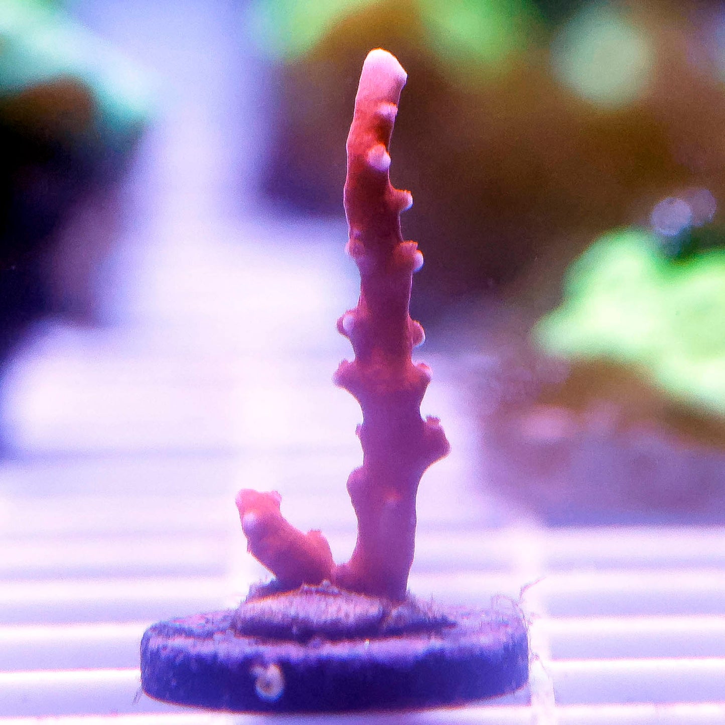 USA Aquacultured Acropora Coral 1" WYSIWYG
