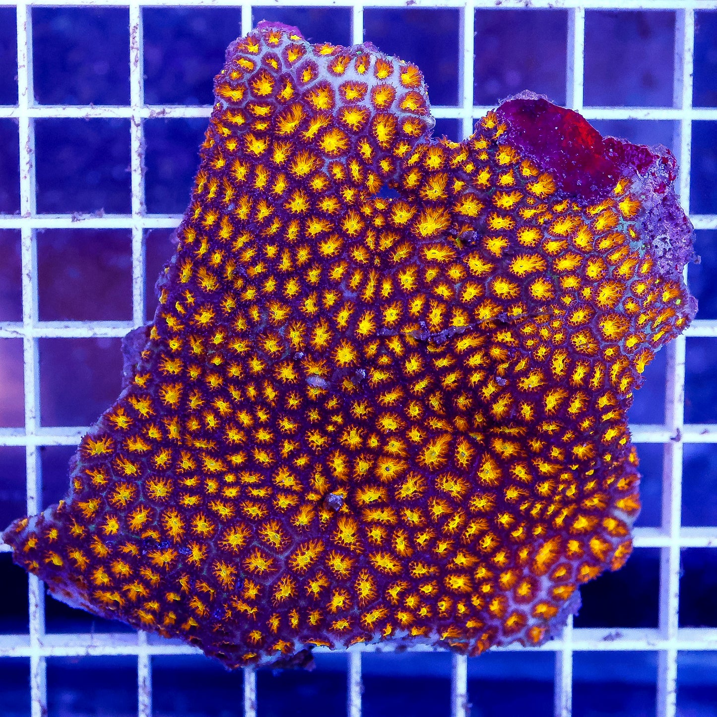 Orange Eye Leptastrea Coral 3" WYSIWYG