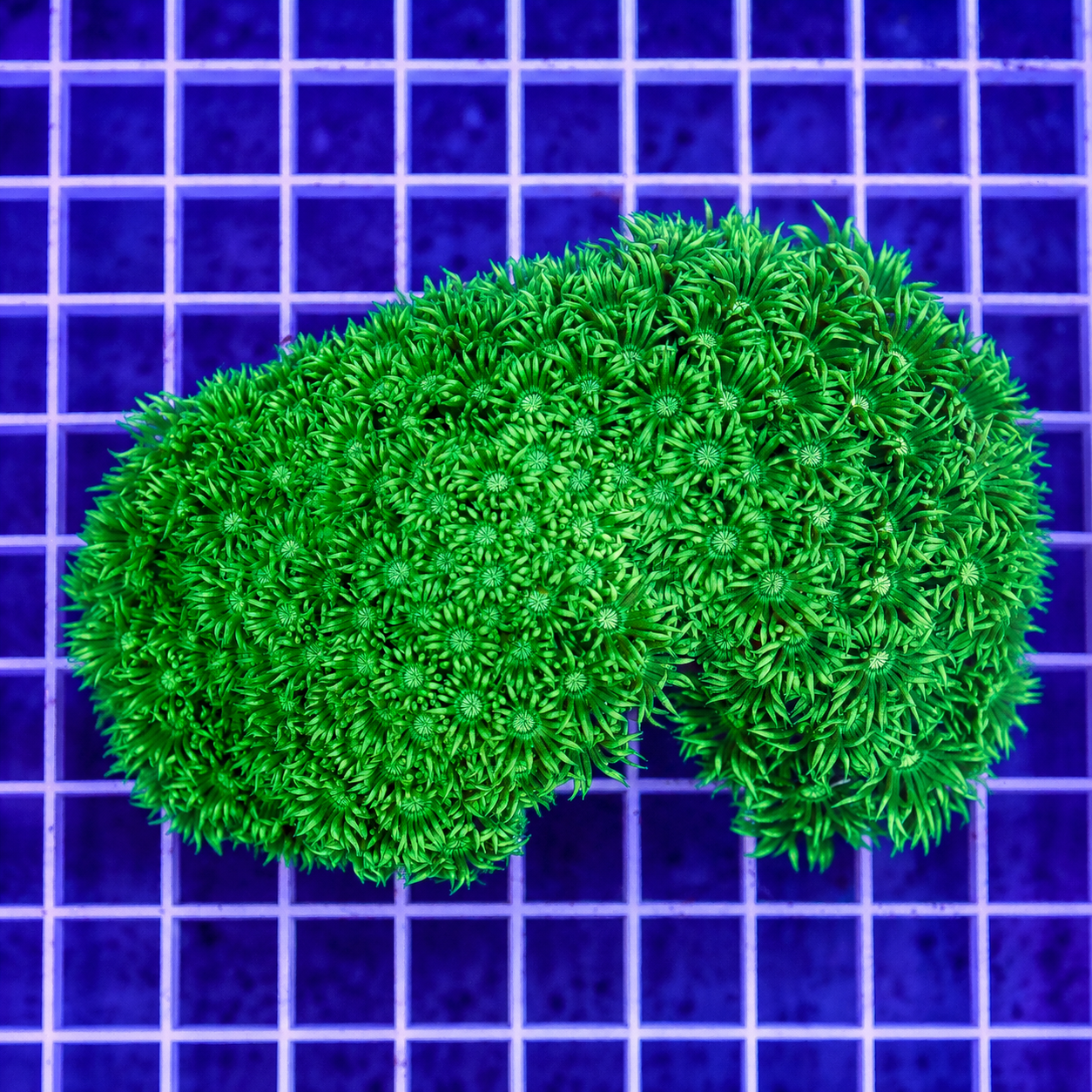 Flower Pot Coral, Metallic Green 4" WYSIWYG