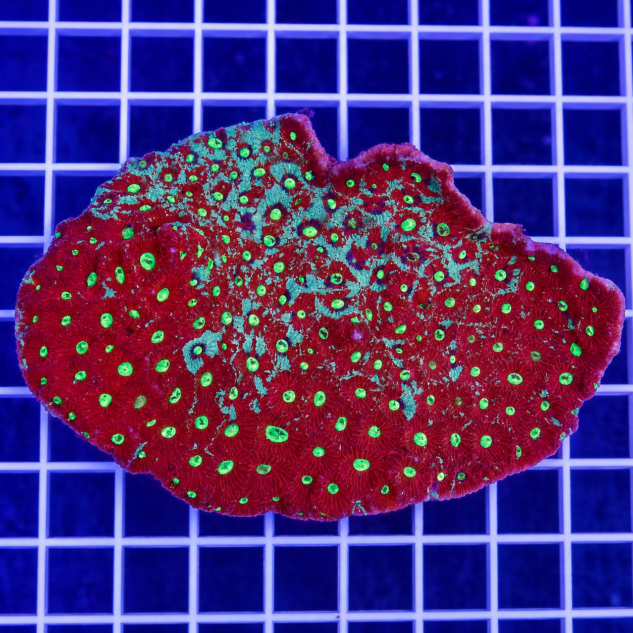 Red and Green War Coral 4" WYSIWYG