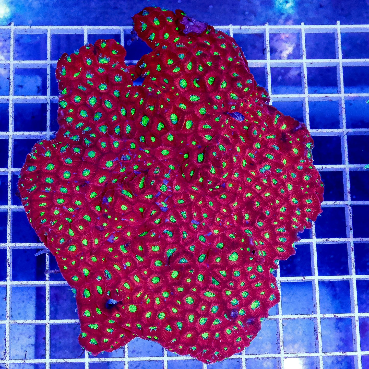 Red and Green War Coral 5" WYSIWYG