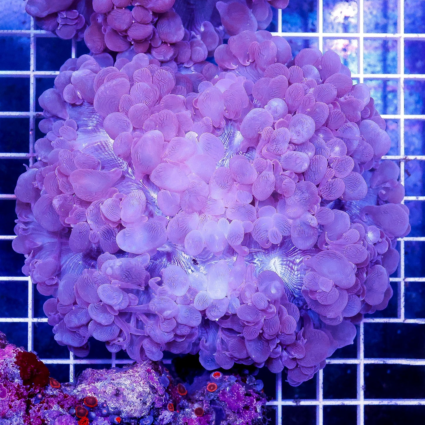 Bubble Coral 4.5" WYSIWYG