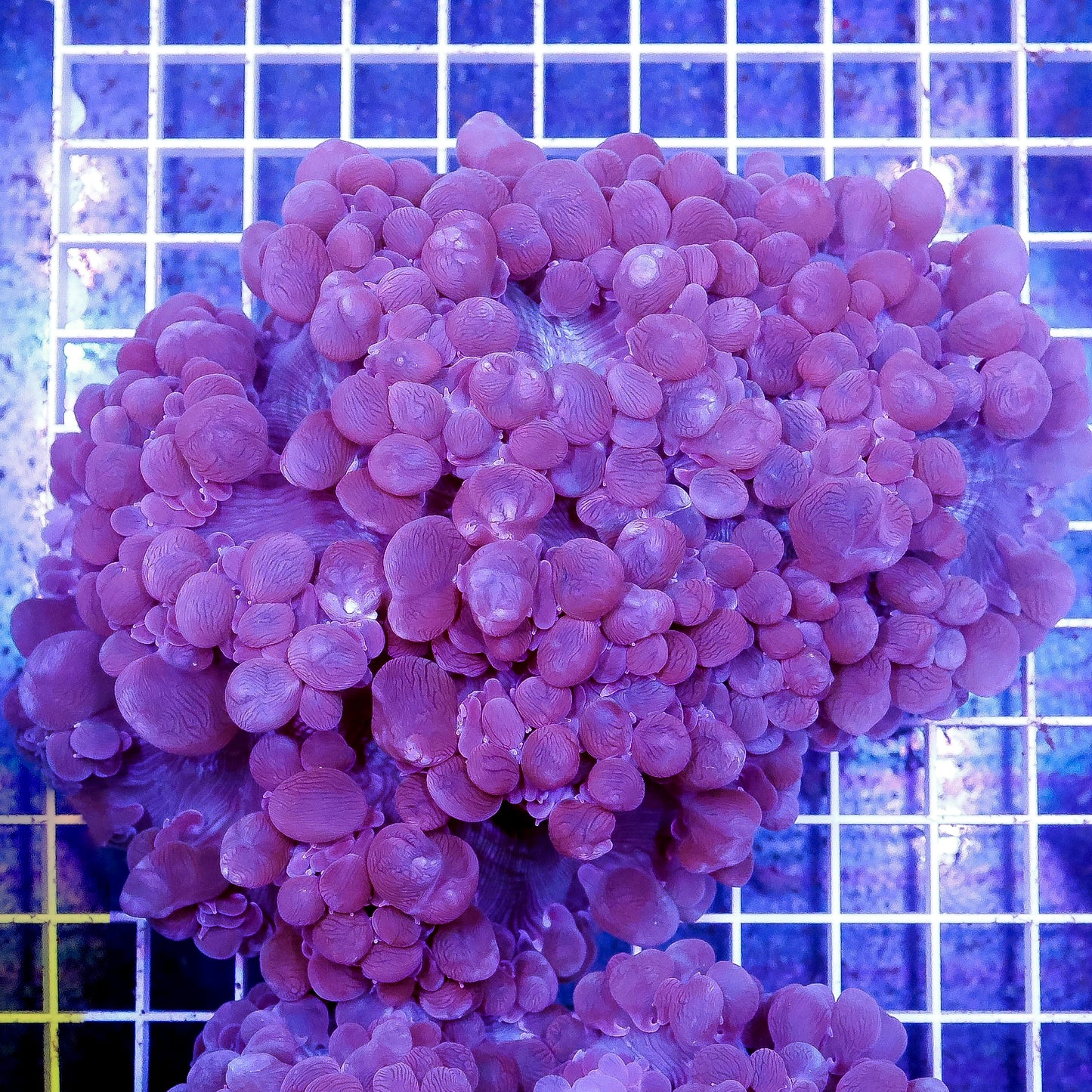 Bubble Coral 5.5" WYSIWYG