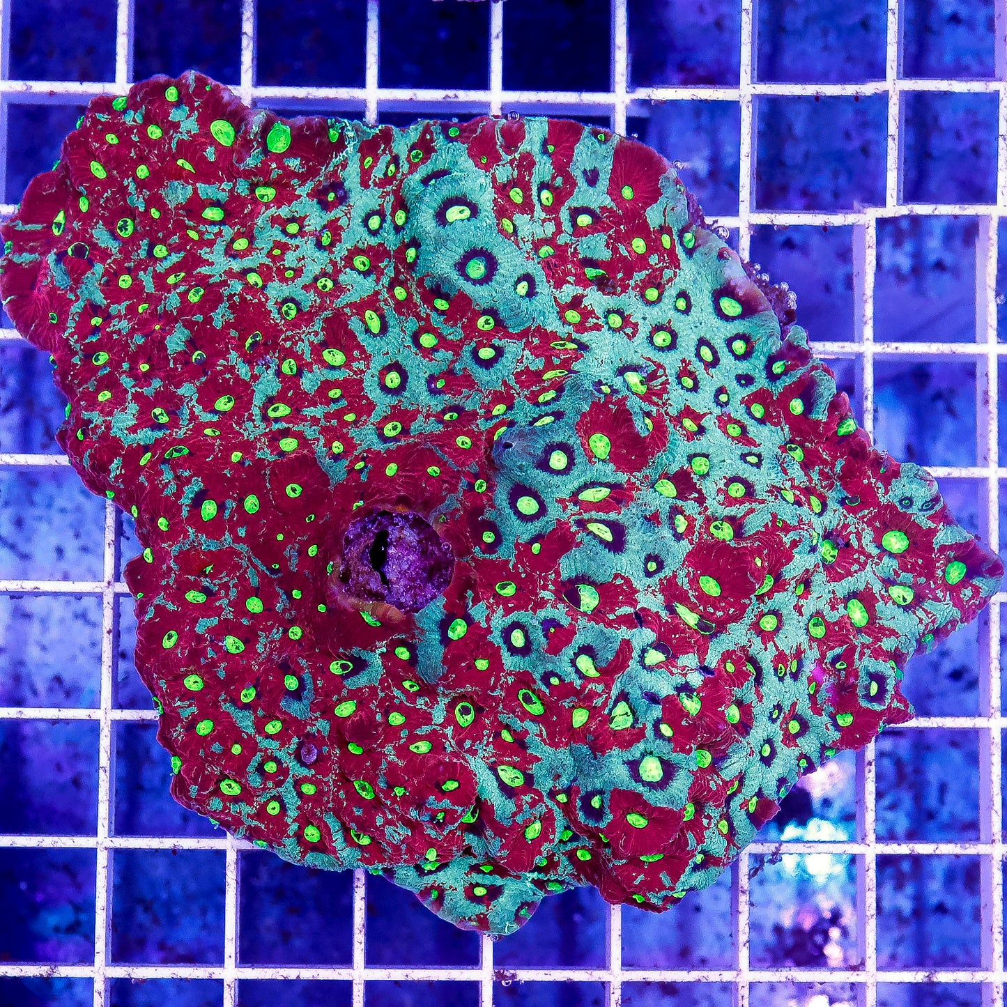 Red and Green War Coral 4" WYSIWYG