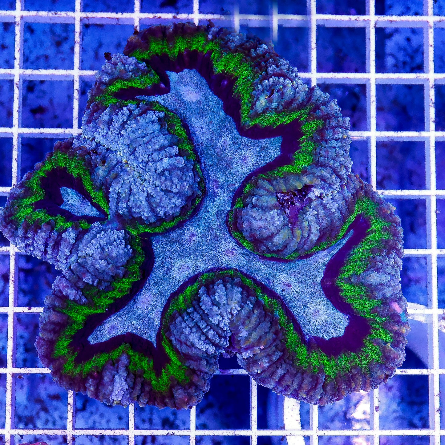 Lobophyllia Coral 3.25" WYSIWYG