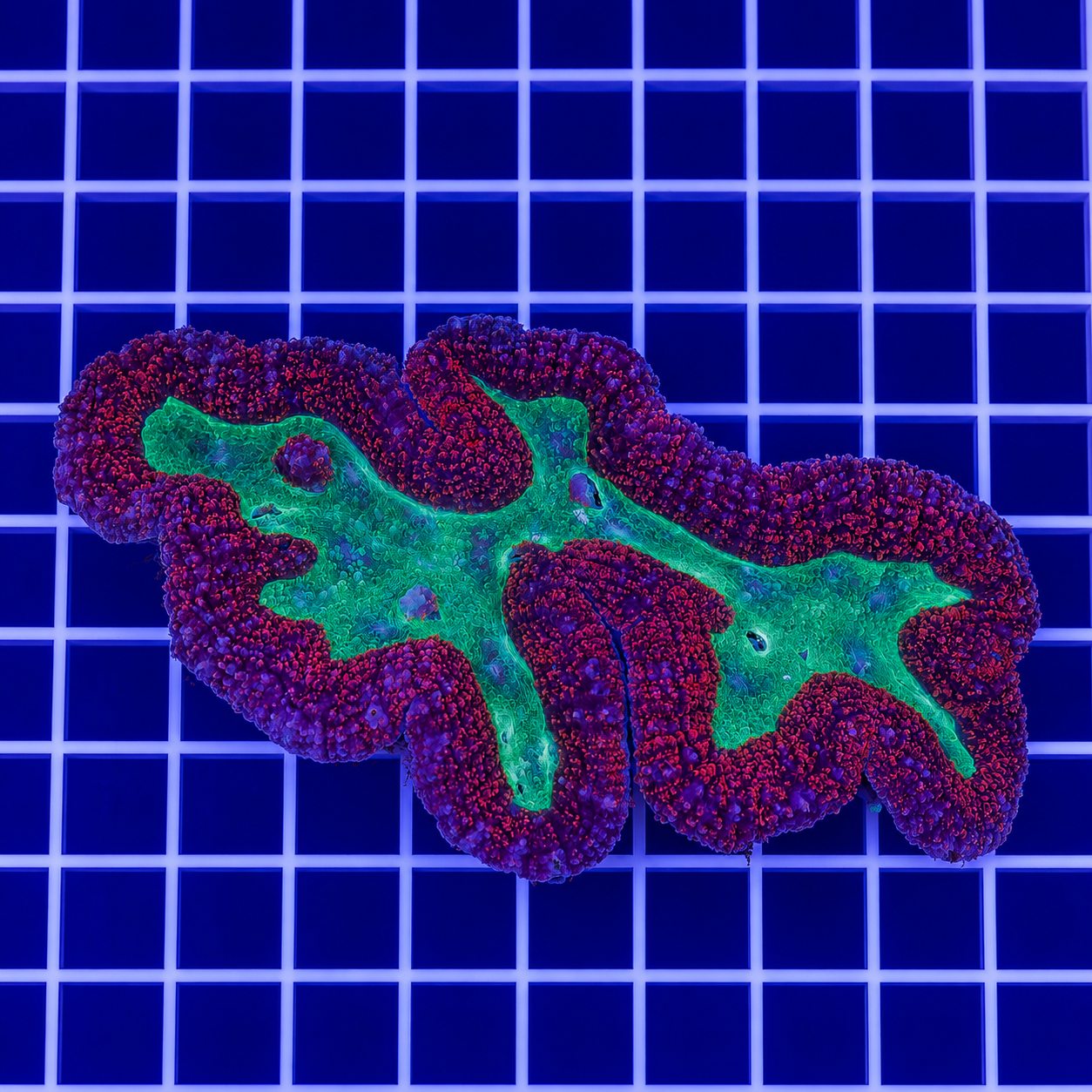 Lobophyllia Coral 4" WYSIWYG
