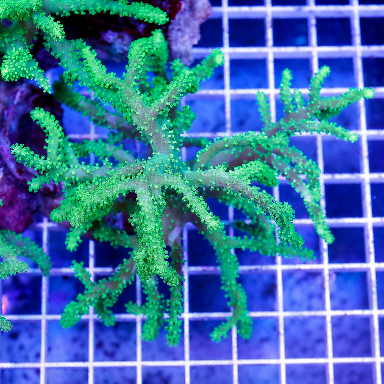 Green Spaghetti Finger Leather Coral 3.5" WYSIWYG