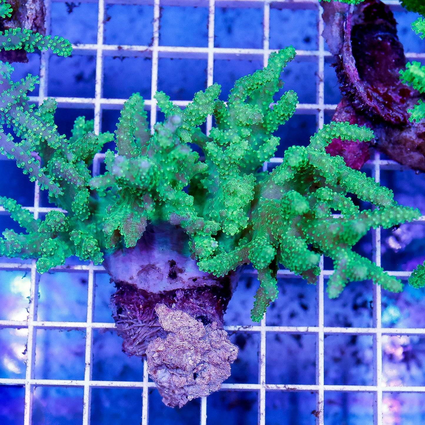 Green Spaghetti Finger Leather Coral 3.5" WYSIWYG