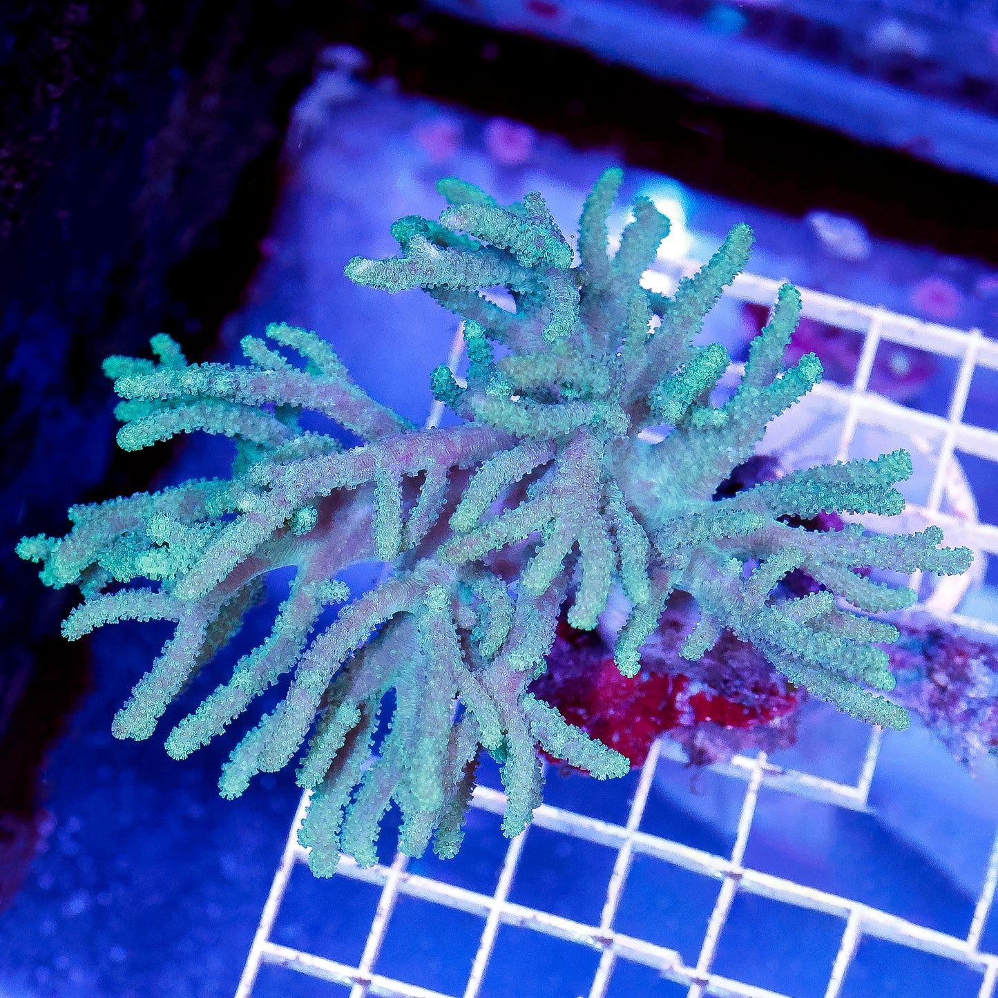 Green Spaghetti Finger Leather Coral 4" WYSIWYG