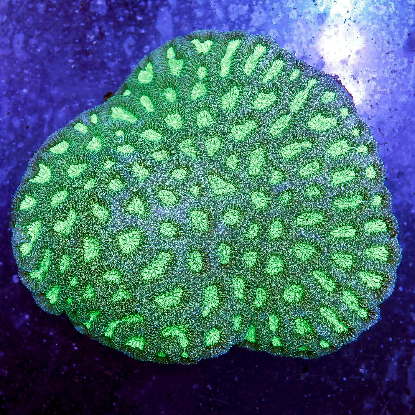 Brain Coral, Green 4" WYSIWYG