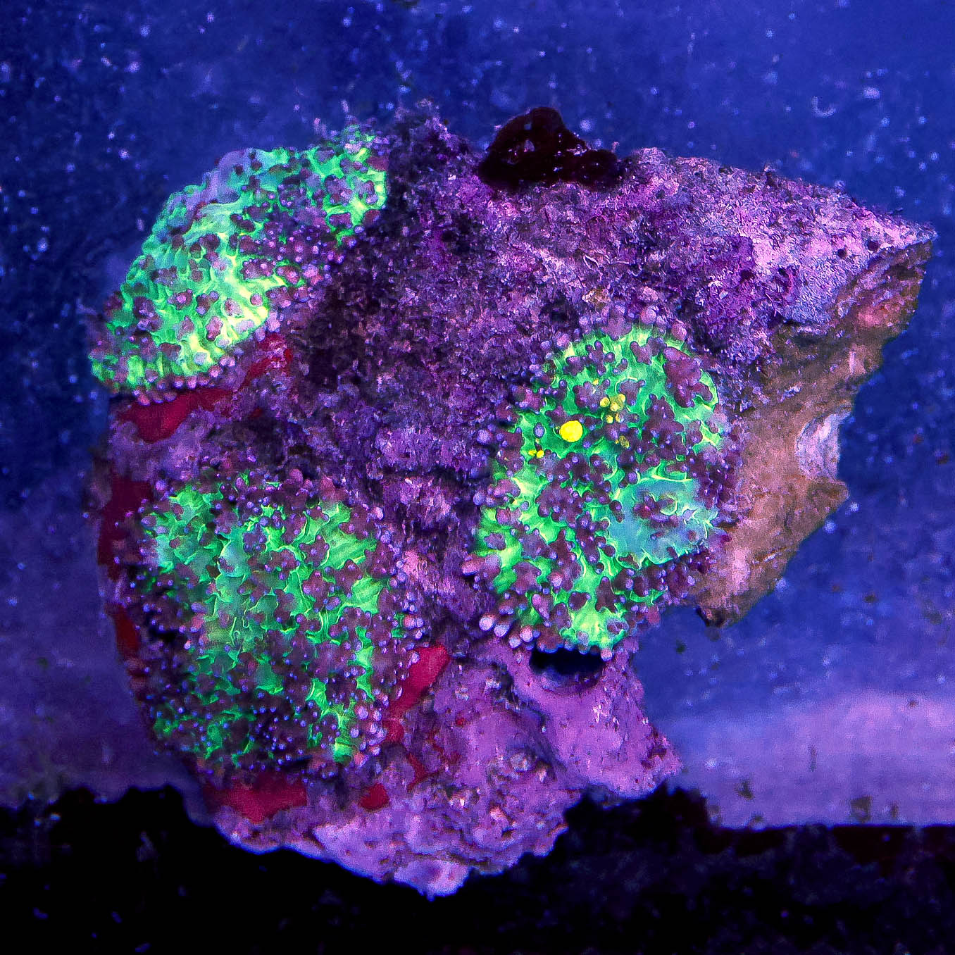 Lavender Mushroom Coral 2.75" WYSIWYG