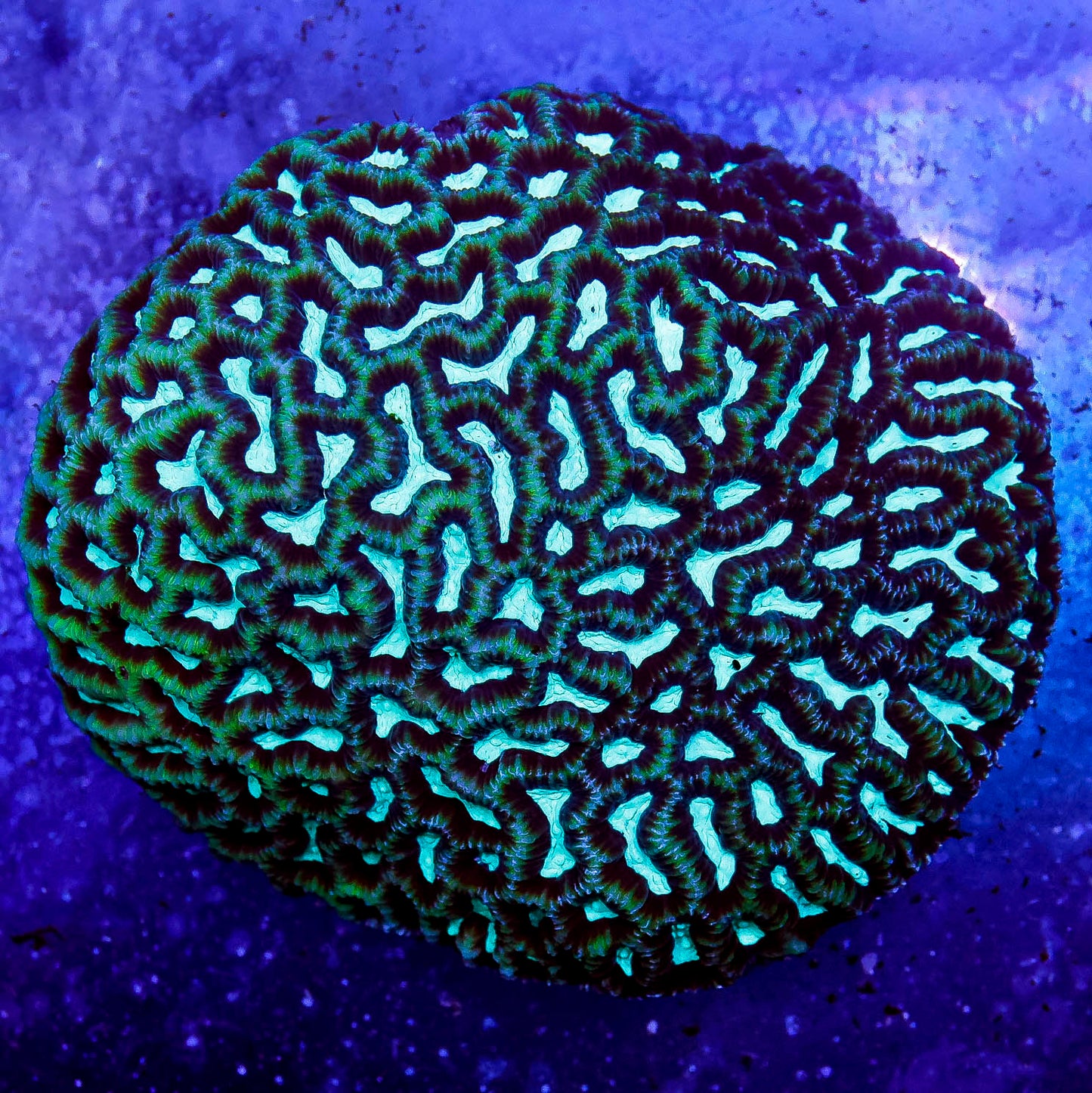 Brain Worm Platygyra Coral 4" WYSIWYG