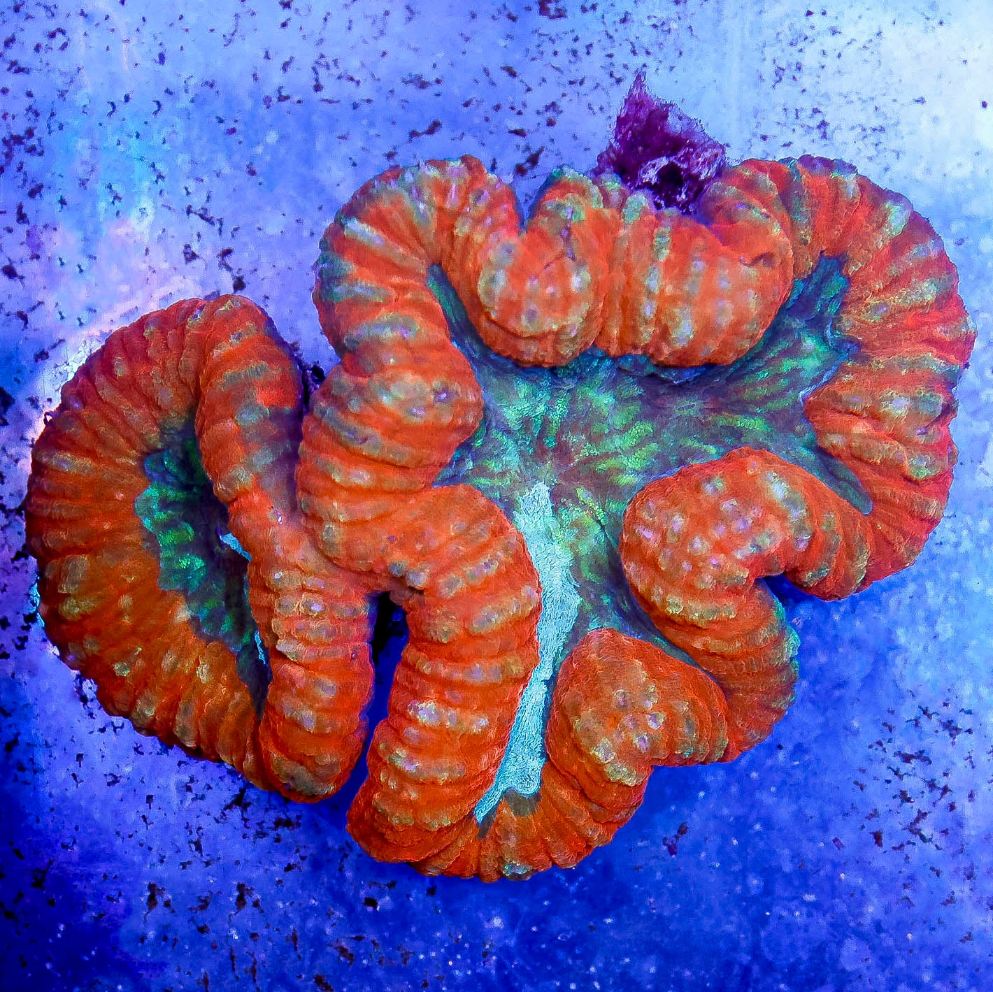 Lobophyllia Coral 3" WYSIWYG