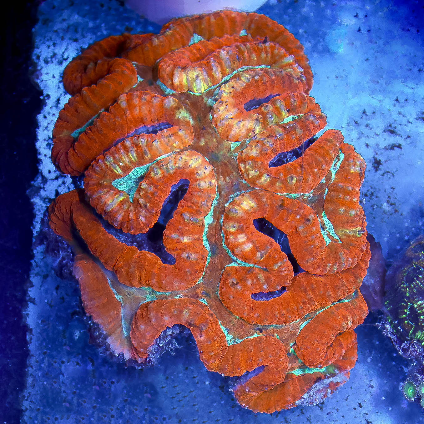 Lobophyllia Coral 5.5" WYSIWYG