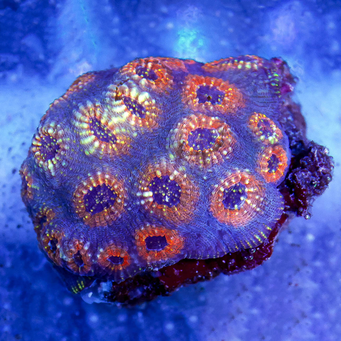 Acan Brain Coral 3" WYSIWYG