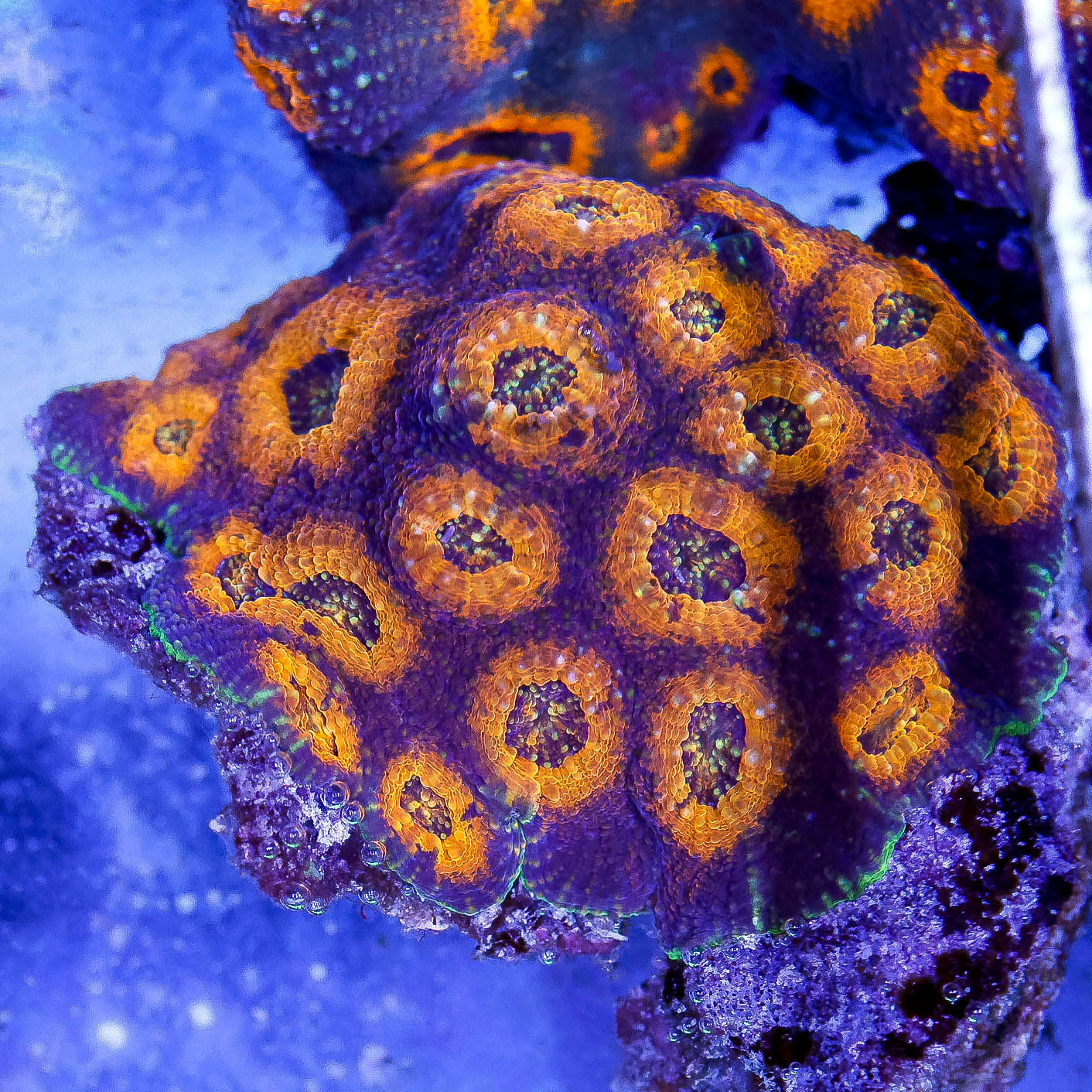Acan Brain Coral 3.5" WYSIWYG
