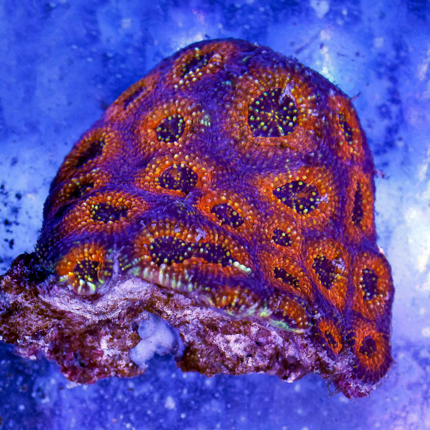 Acan Brain Coral 3" WYSIWYG