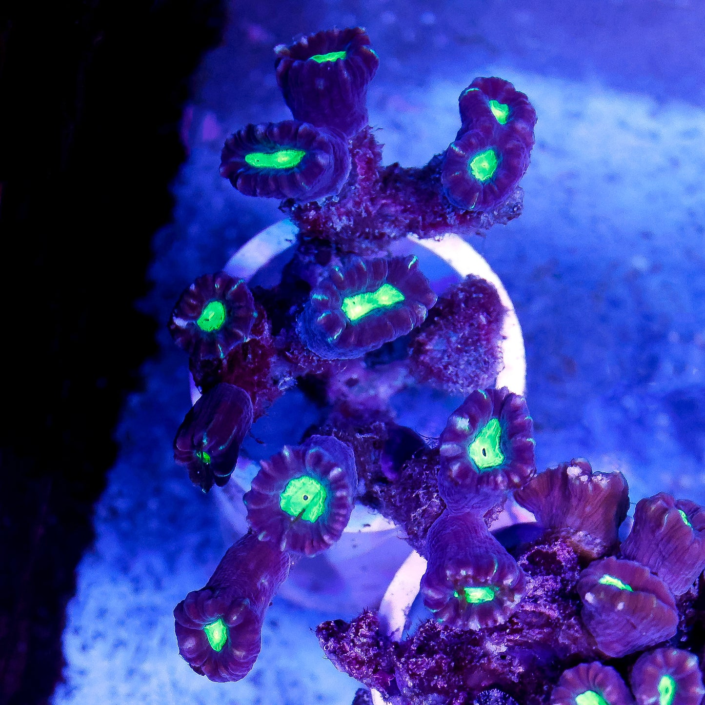 Candy Cane Coral 2.5" WYSIWYG