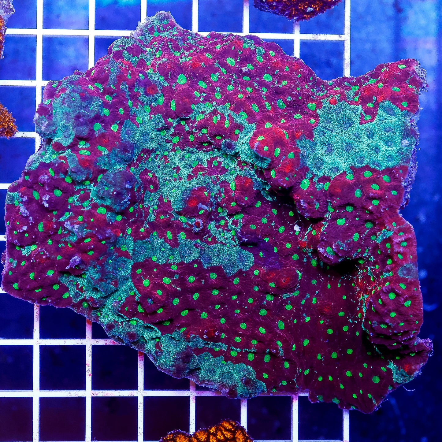 Red and Green War Coral 4.5" WYSIWYG
