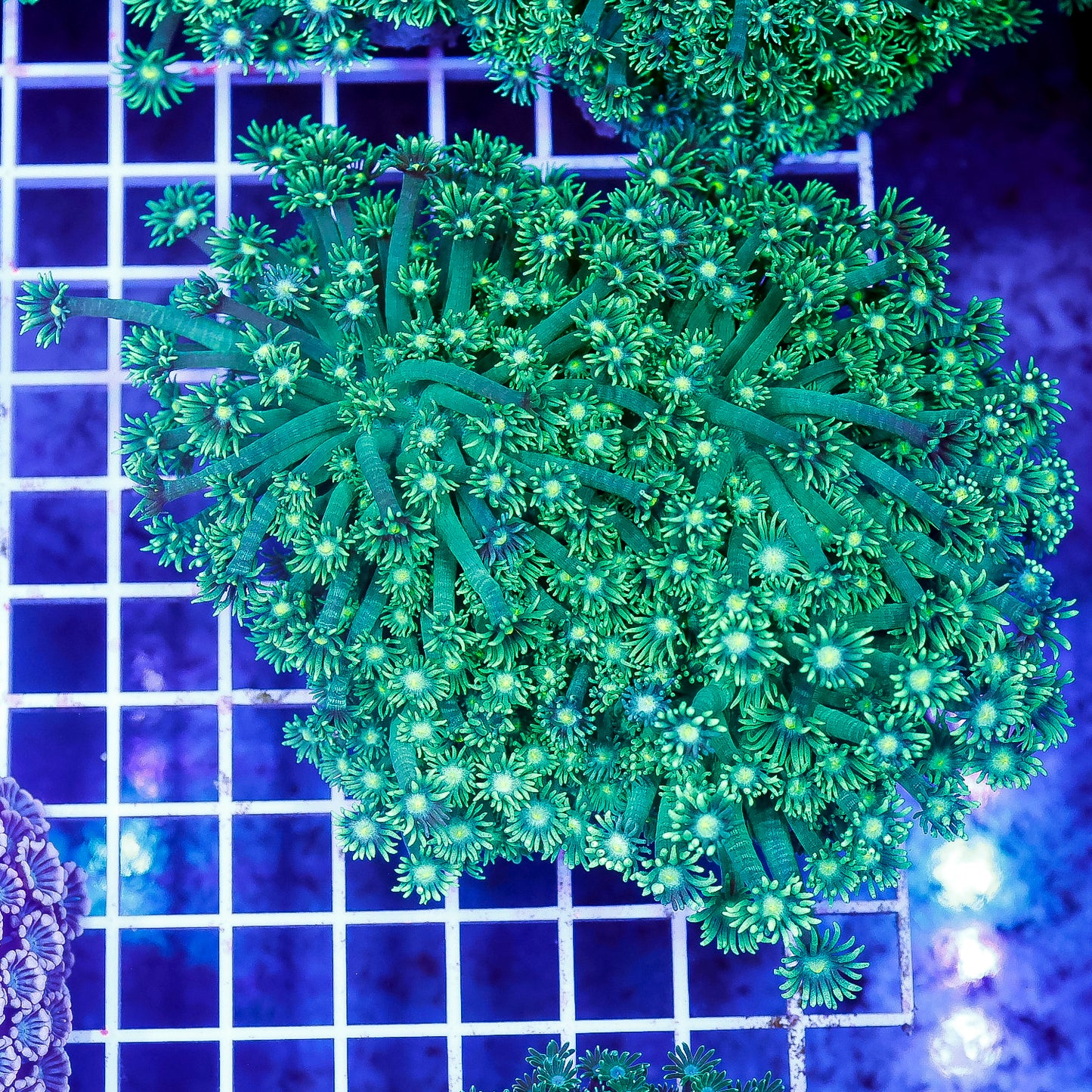 Flower Pot Coral, Metallic Green 4" WYSIWYG