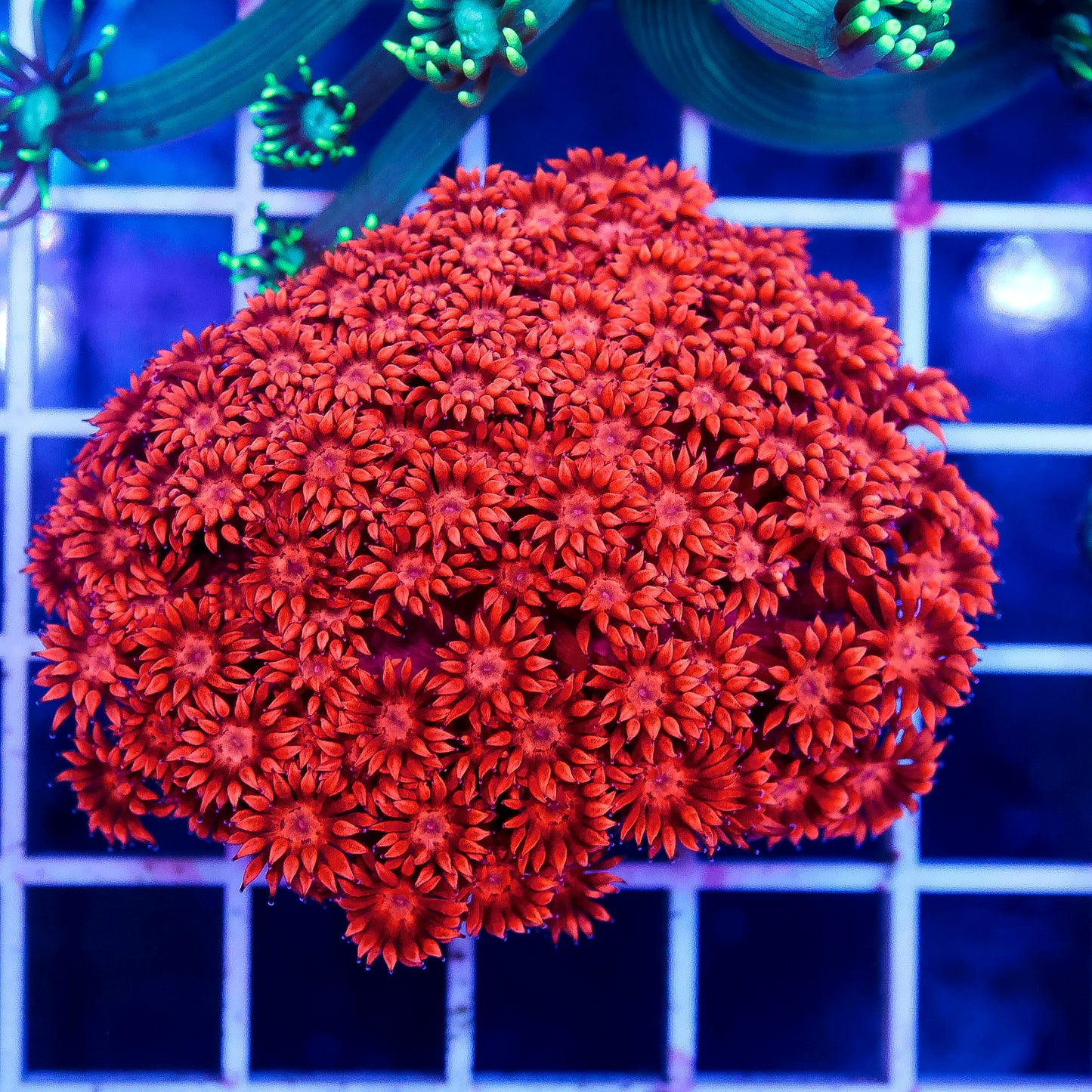Flower Pot Coral, Red 2.25" WYSIWYG