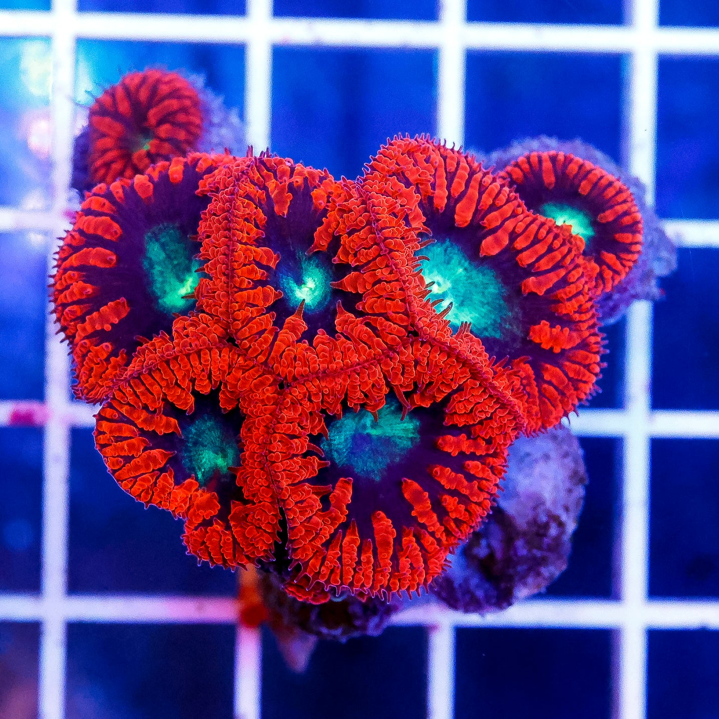 Blastomussa Coral Indonesia 1.5" WYSIWYG