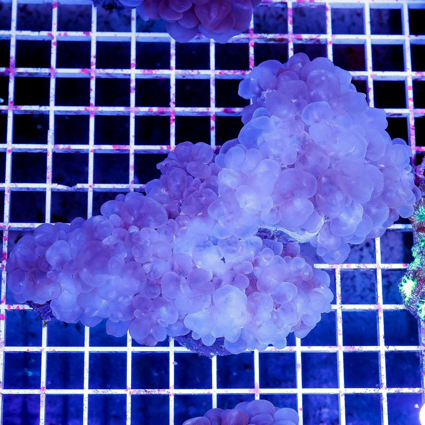 Bubble Coral 5" WYSIWYG
