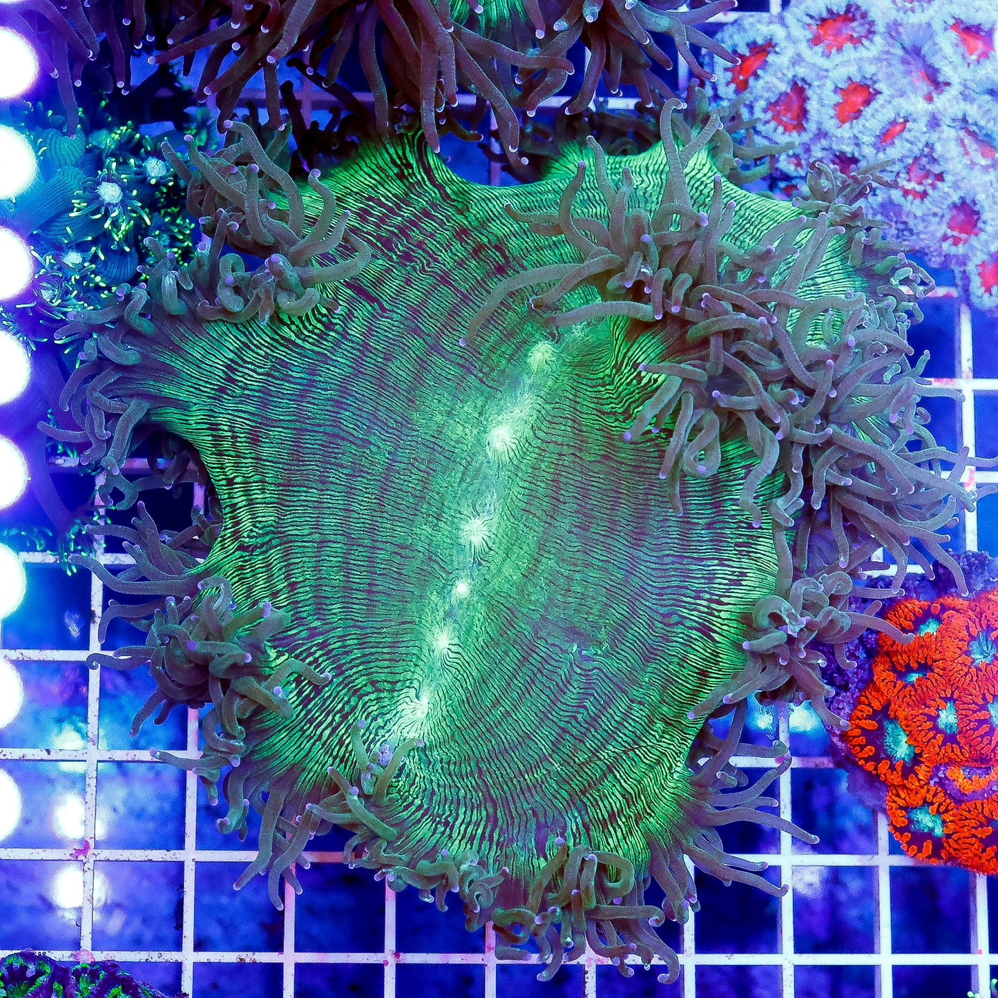 Elegance Coral 4" WYSIWYG