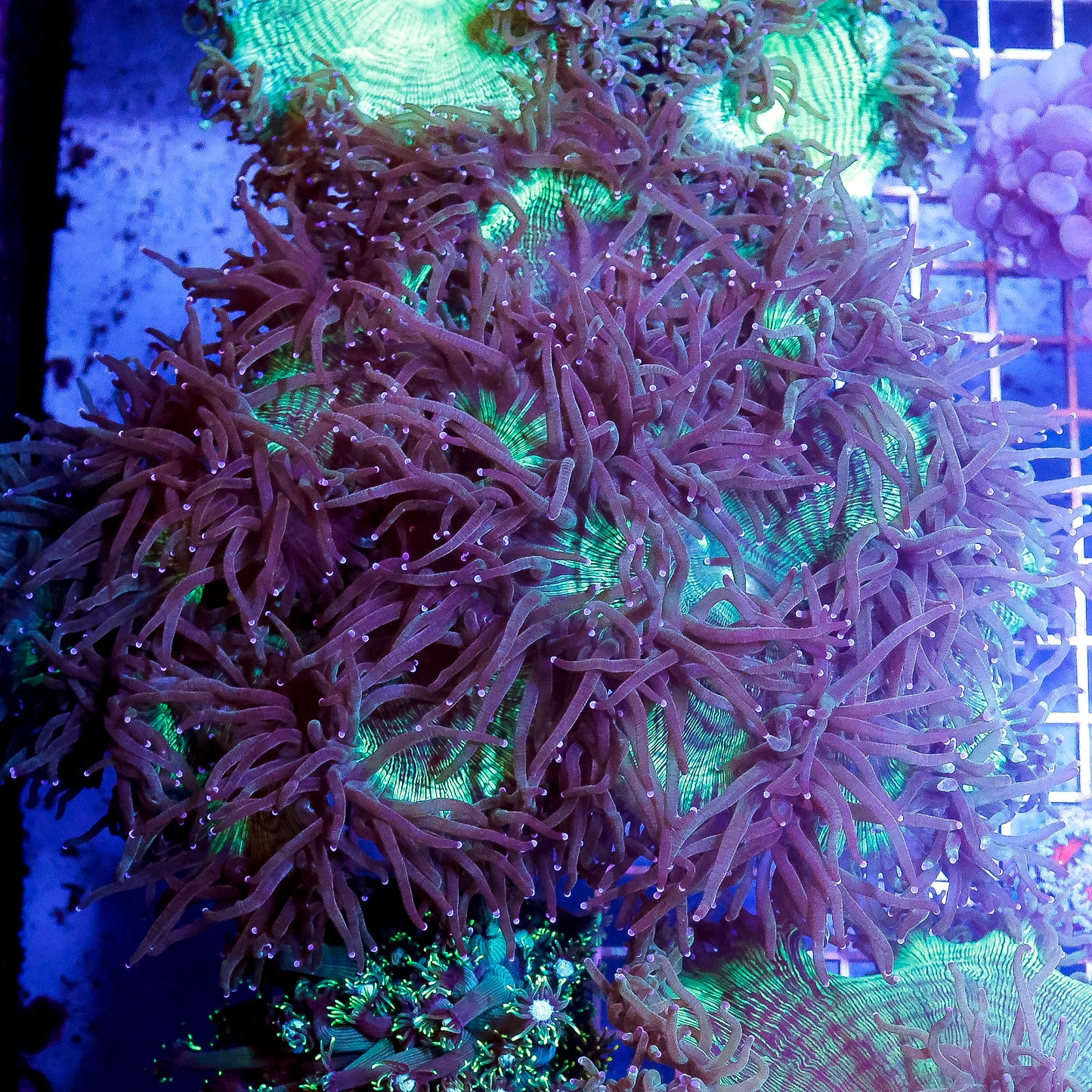 Elegance Coral 5" WYSIWYG
