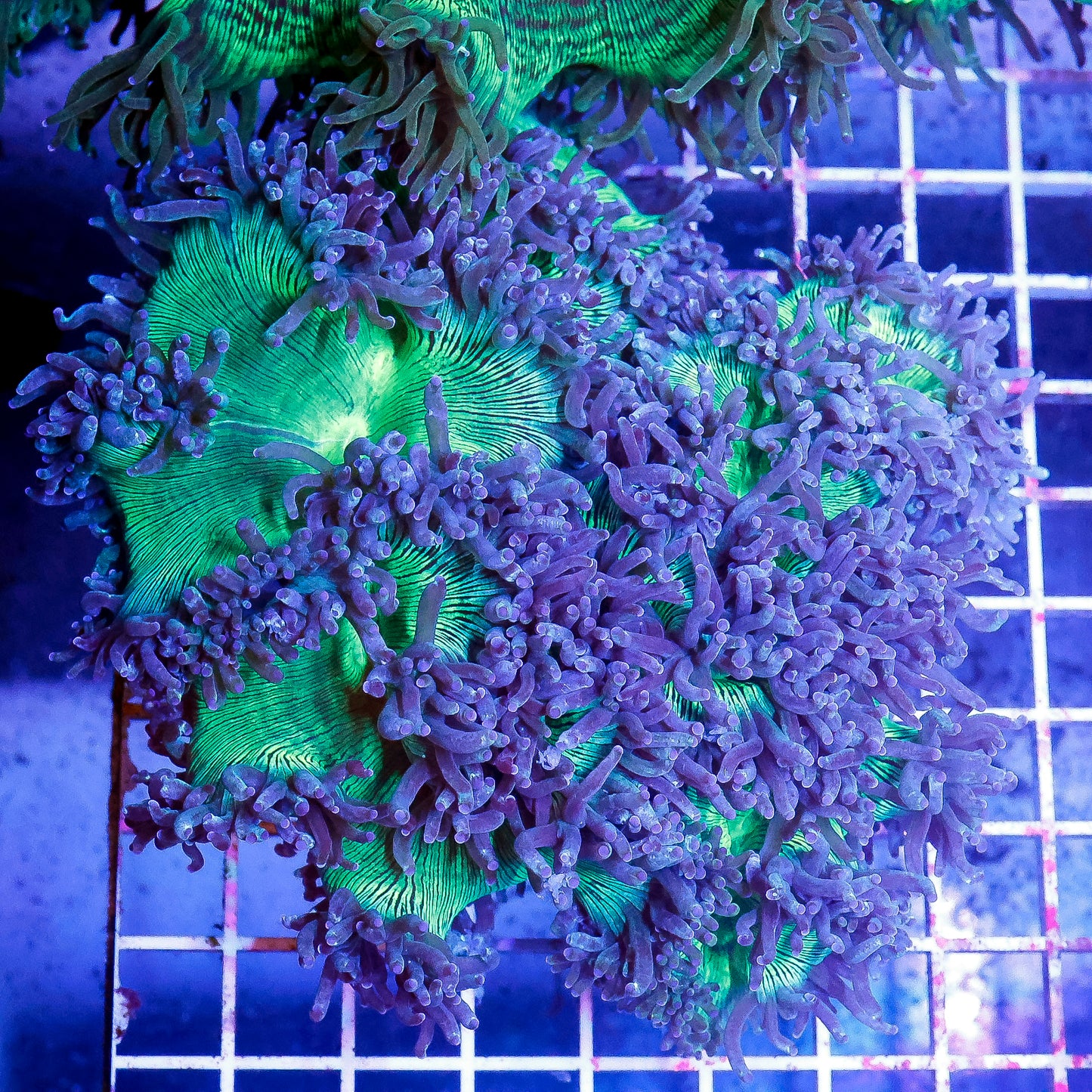 Elegance Coral 4.5" WYSIWYG