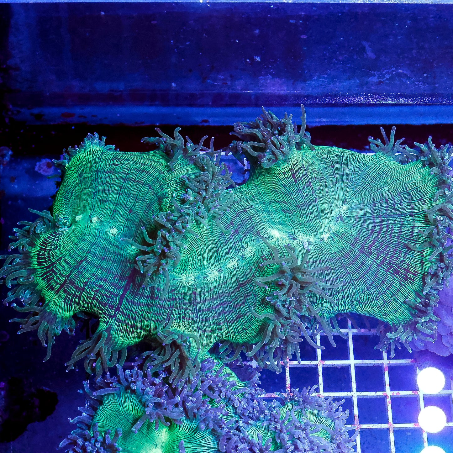 Elegance Coral 6" WYSIWYG