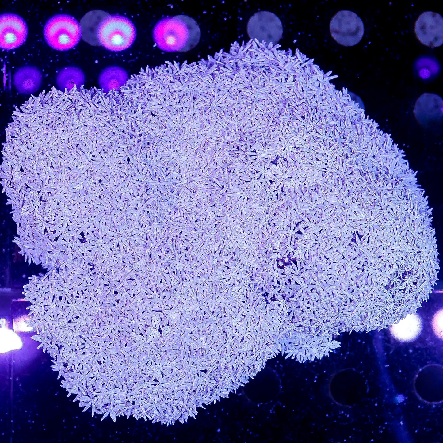 Pipe Organ Coral 4.5" WYSIWYG