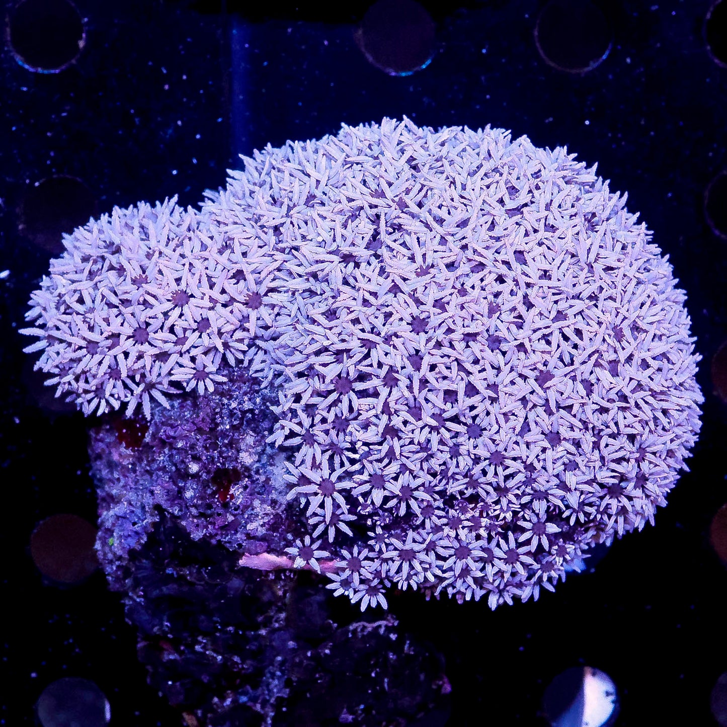 Pipe Organ Coral 3.5" WYSIWYG