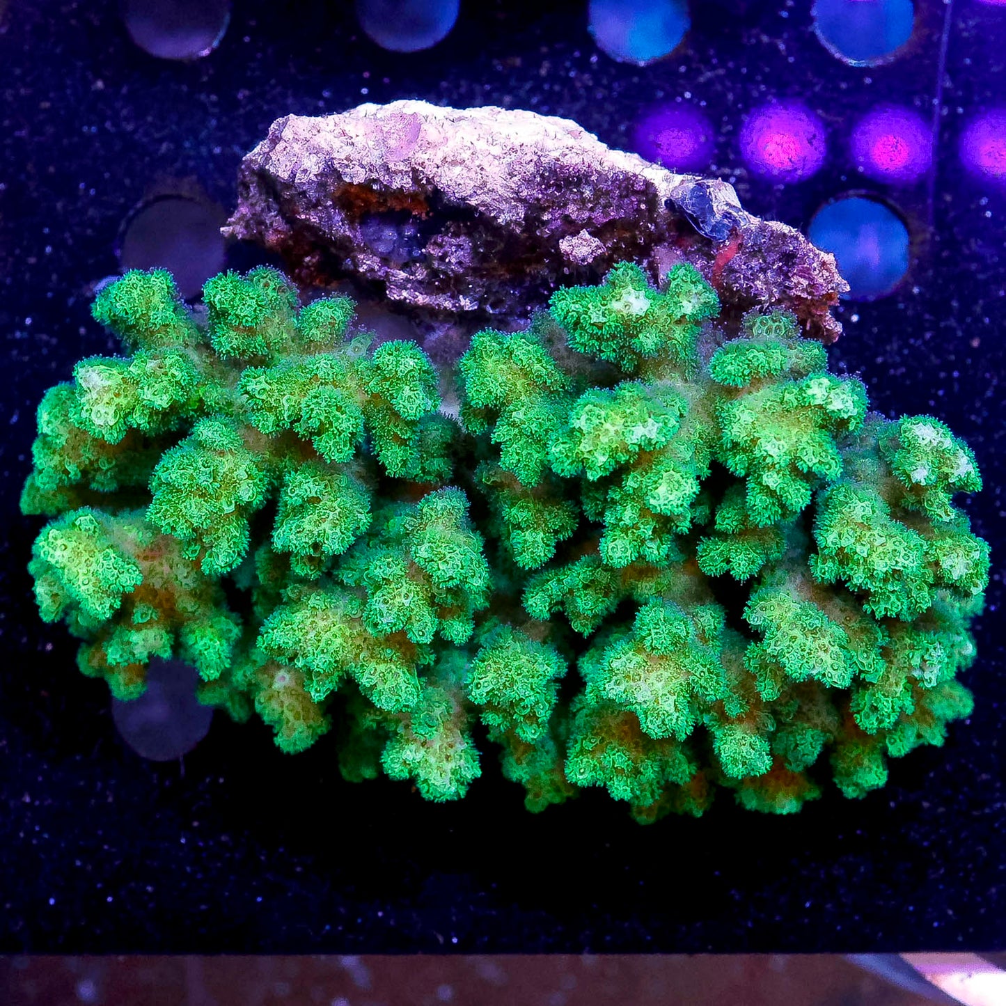 Green Cauliflower Pocillopora Coral 4.25" WYSIWYG