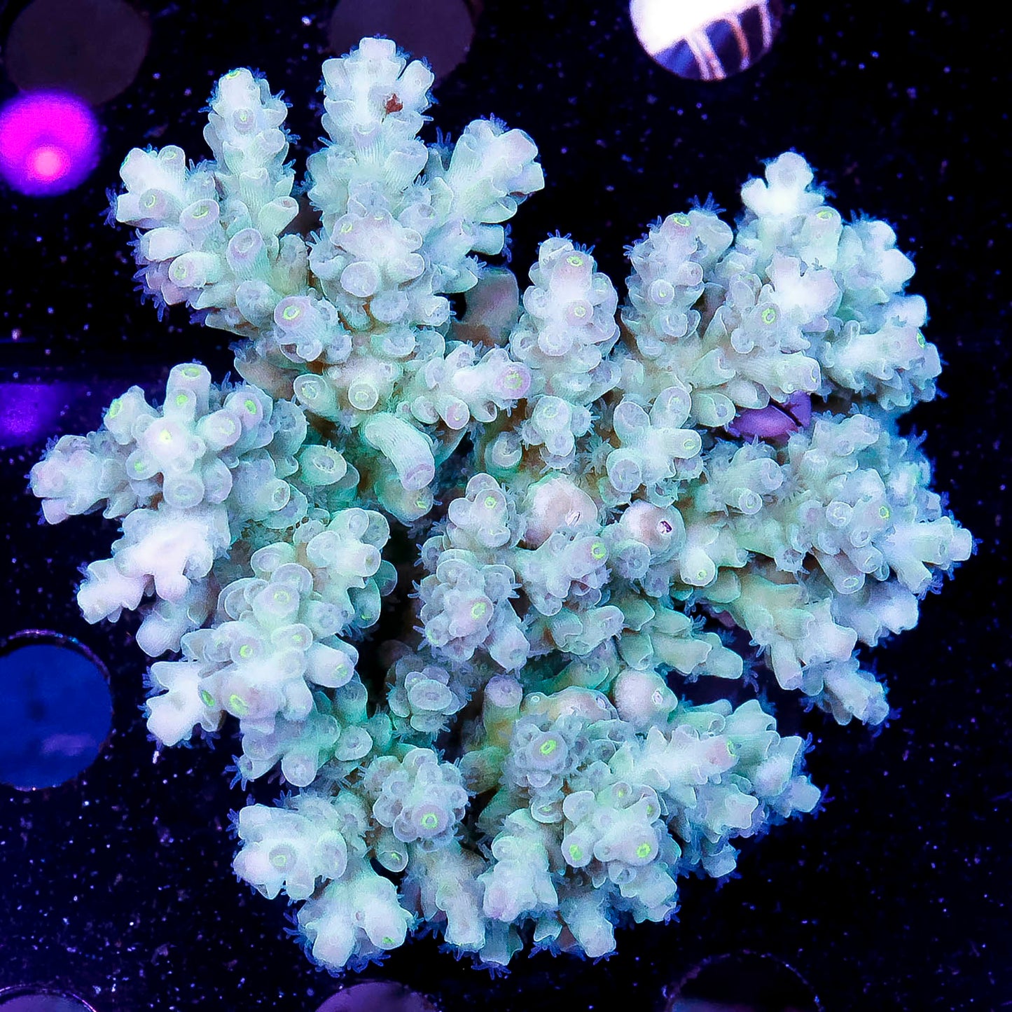 Acropora Coral 2.75" WYSIWYG