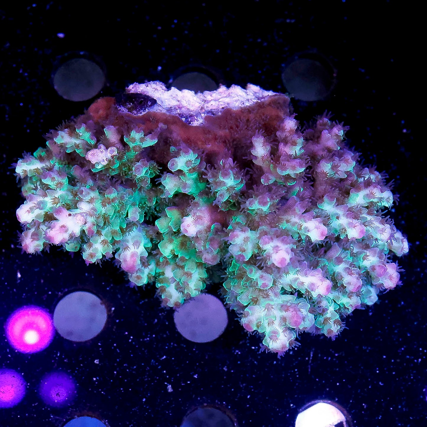 Acropora Coral 3" WYSIWYG