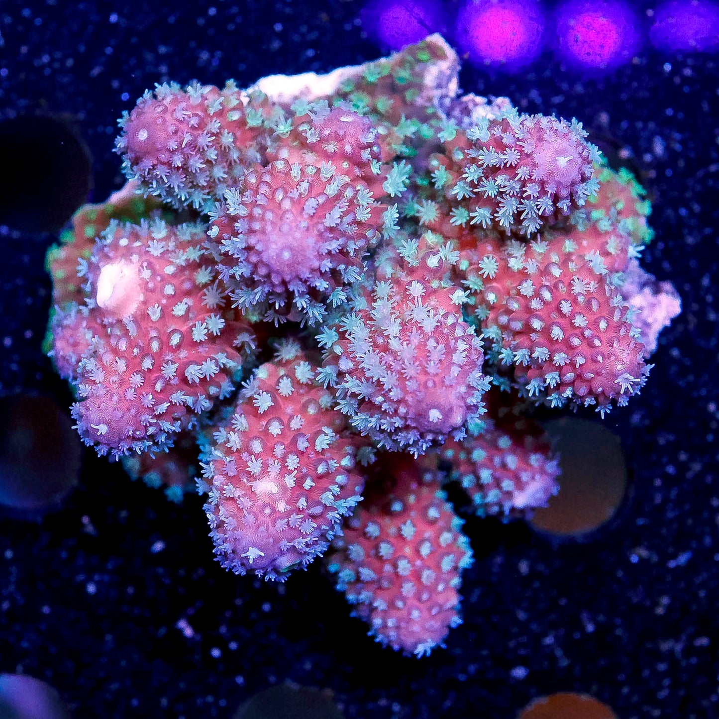 Acropora Coral 2.25" WYSIWYG