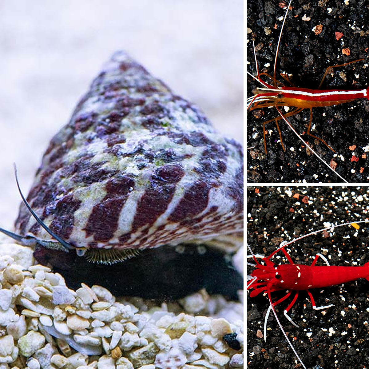 Two Cleaner Shrimp, 1 Blood Red Fire Shrimp, Free 6 Banded Trochus Snail