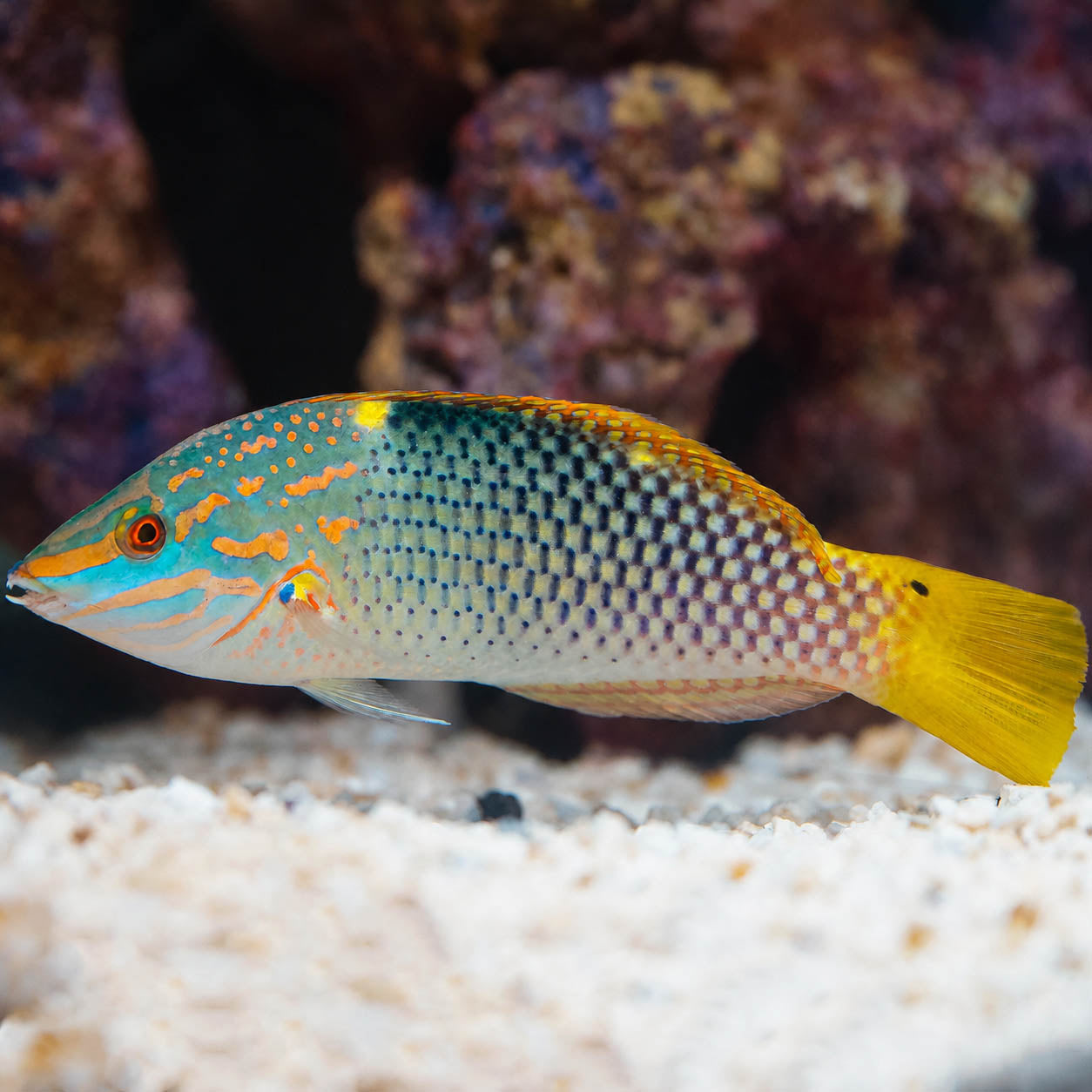 Marble/Hortulanus Wrasse 5.5" WYSIWYG