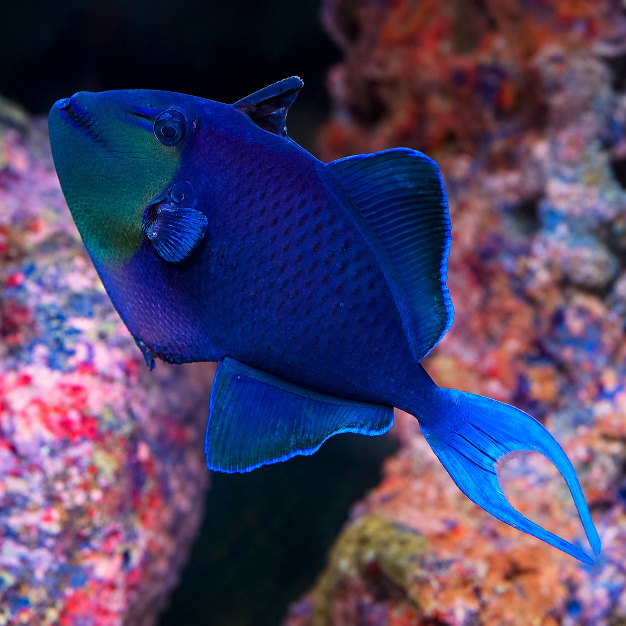 Niger Triggerfish 6" WYSIWYG