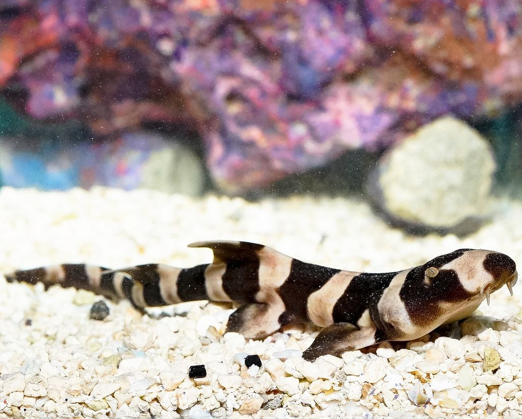 Cat Shark, Black Banded EXPERT ONLY 8" WYSIWYG