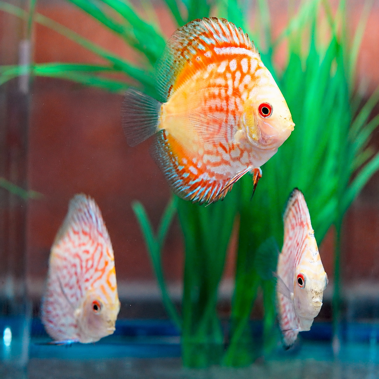 Pigeon Blood Discus 3-Lot 3.5" to 4.5" WYSIWYG