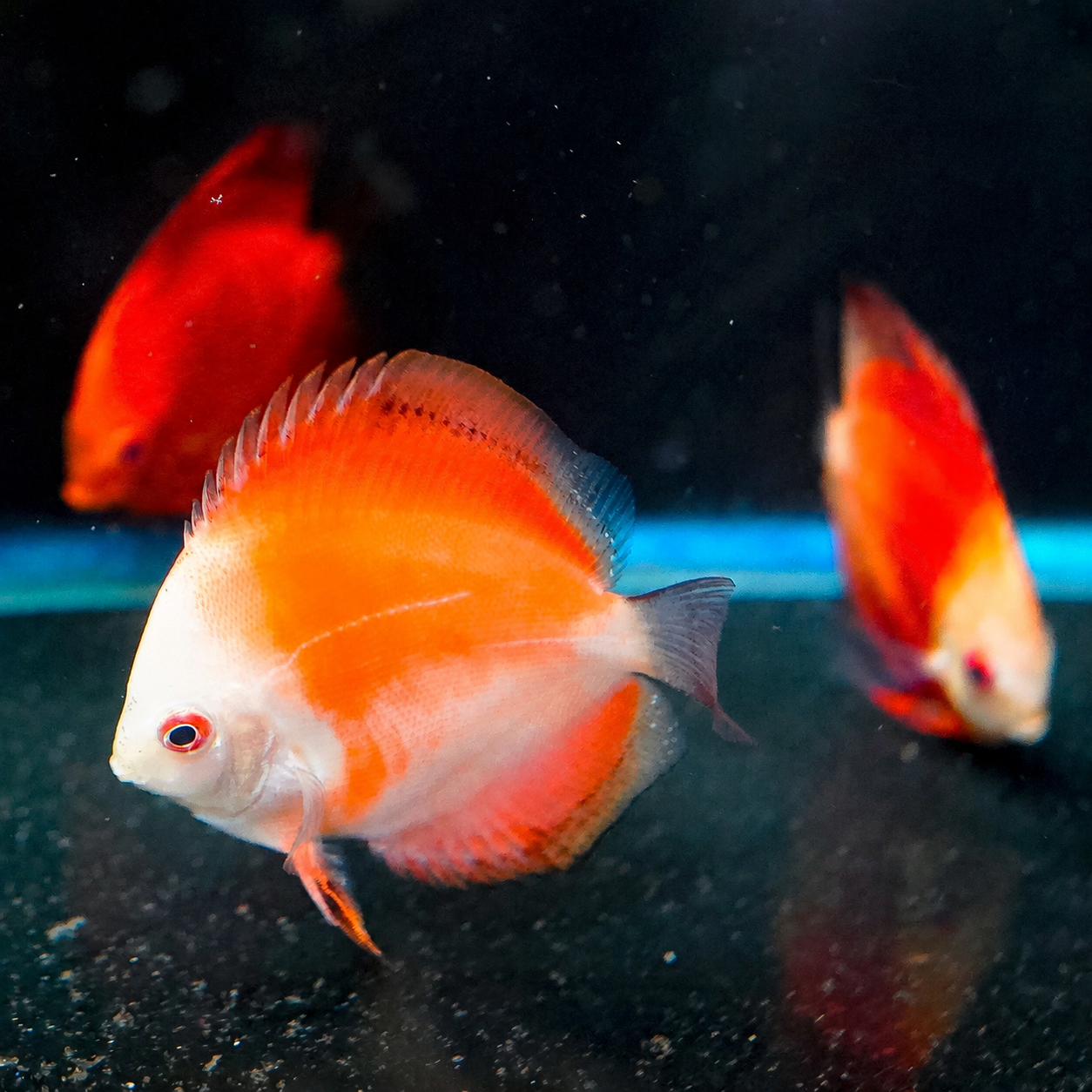 Redmoon King Discus 3-Lot 3.5" to 4.5" WYSIWYG